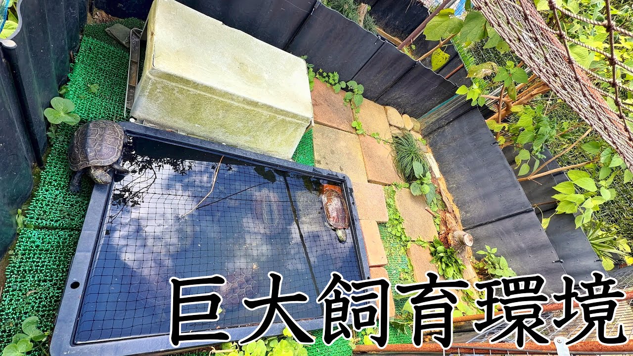 【カメ冬眠】我が家で飼育している巨大ガメ達を冬眠させていく！！