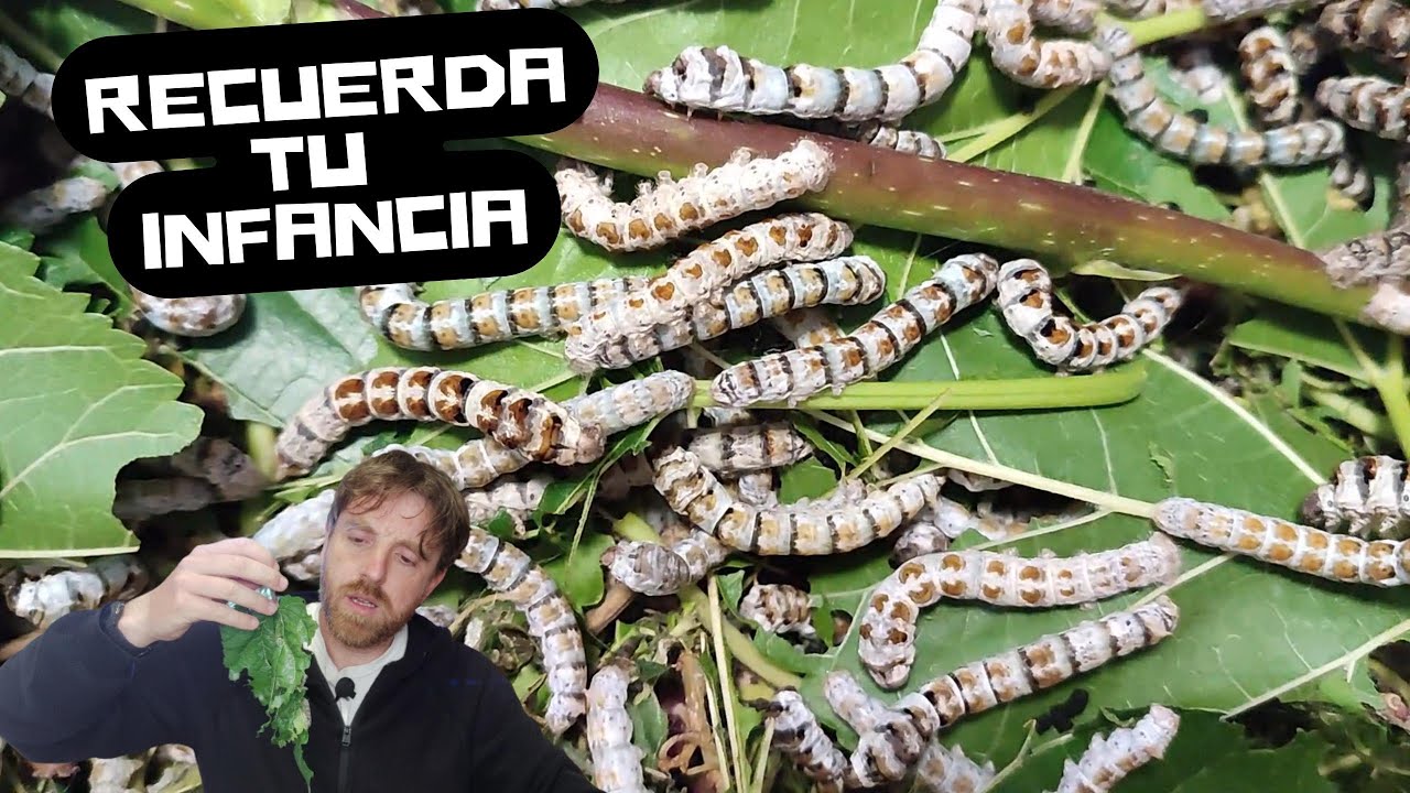 Cómo cuidar GUSANOS DE SEDA - Todas mis RAZAS RARAS