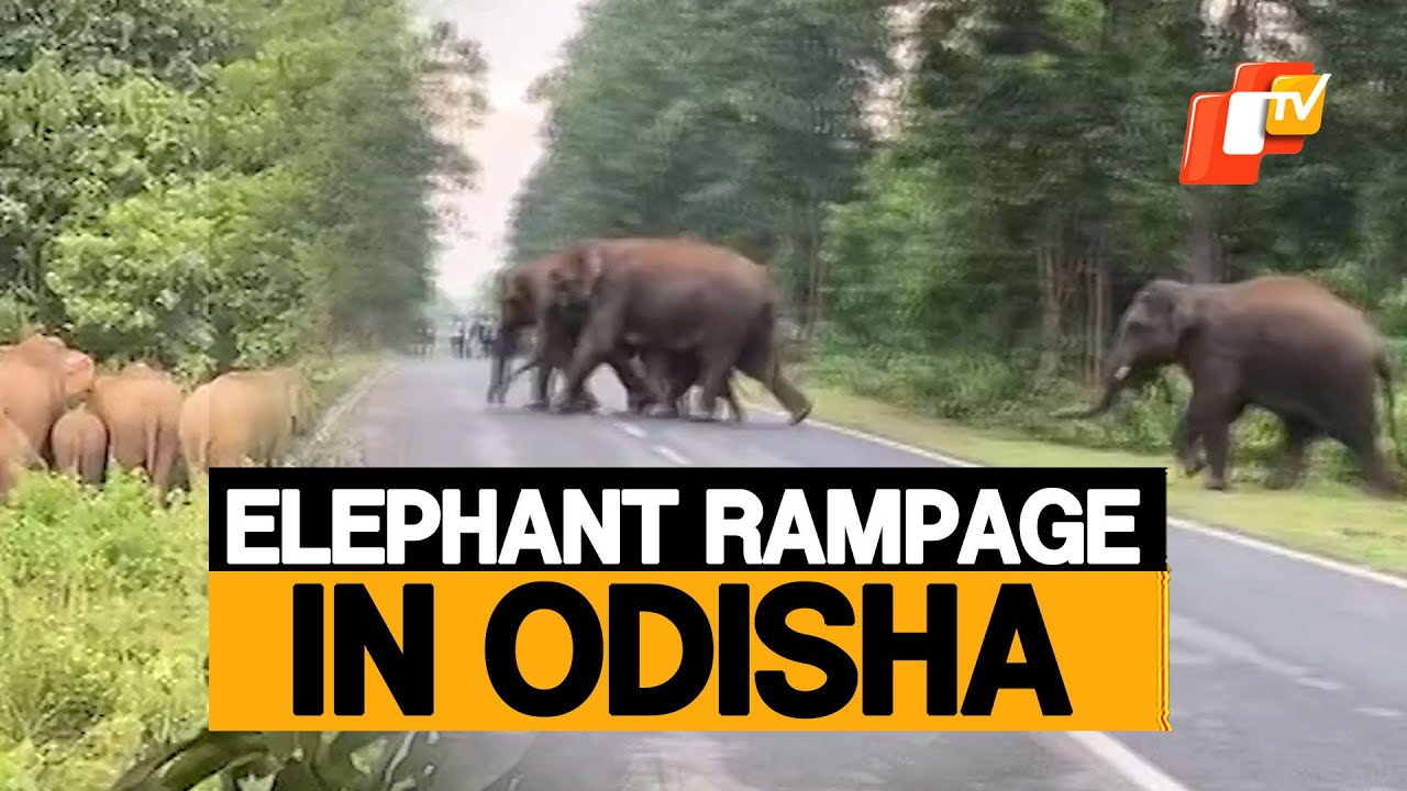 Elephant Rampage Leaves Odisha Villages In Panic