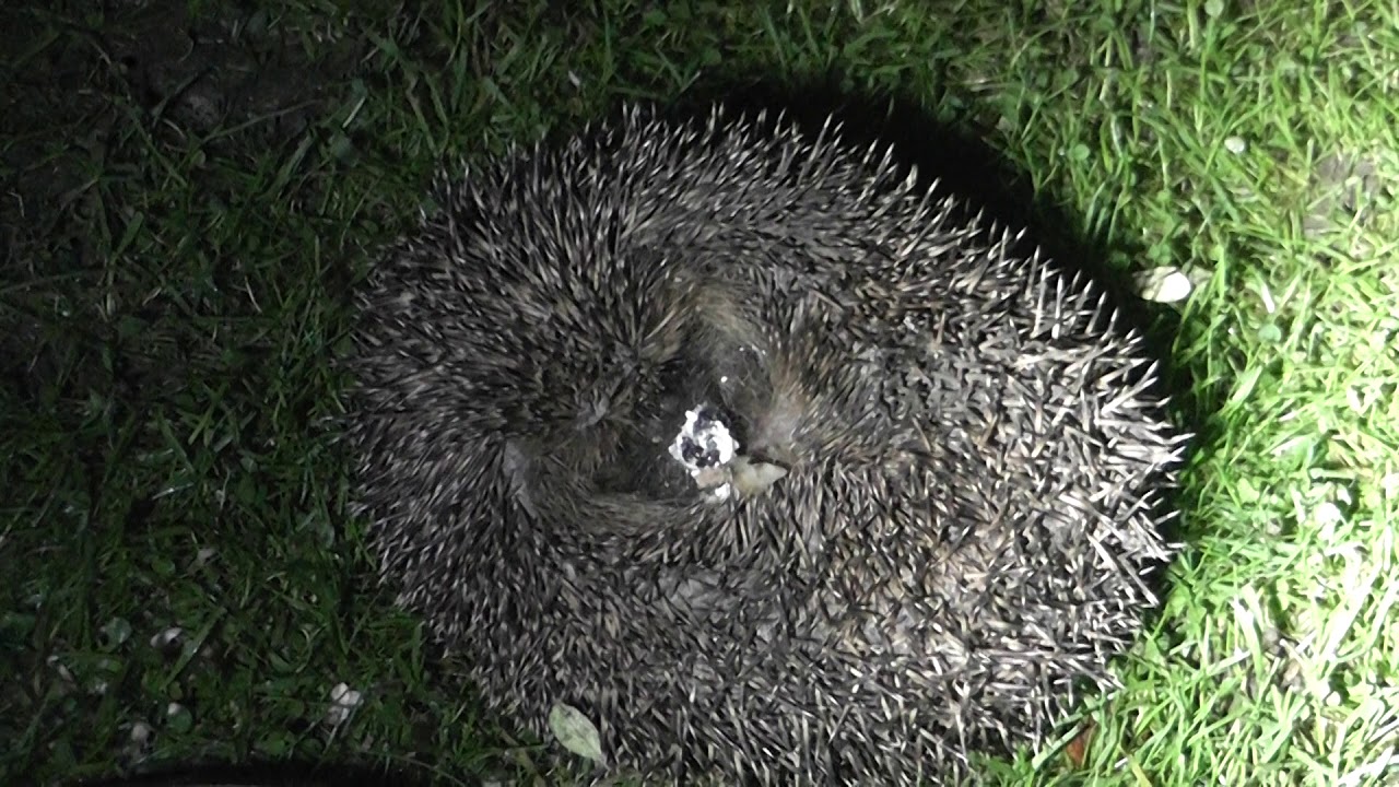 Wild Hedgehog in ball uncurls  28oct19 Cambridge UK 811p