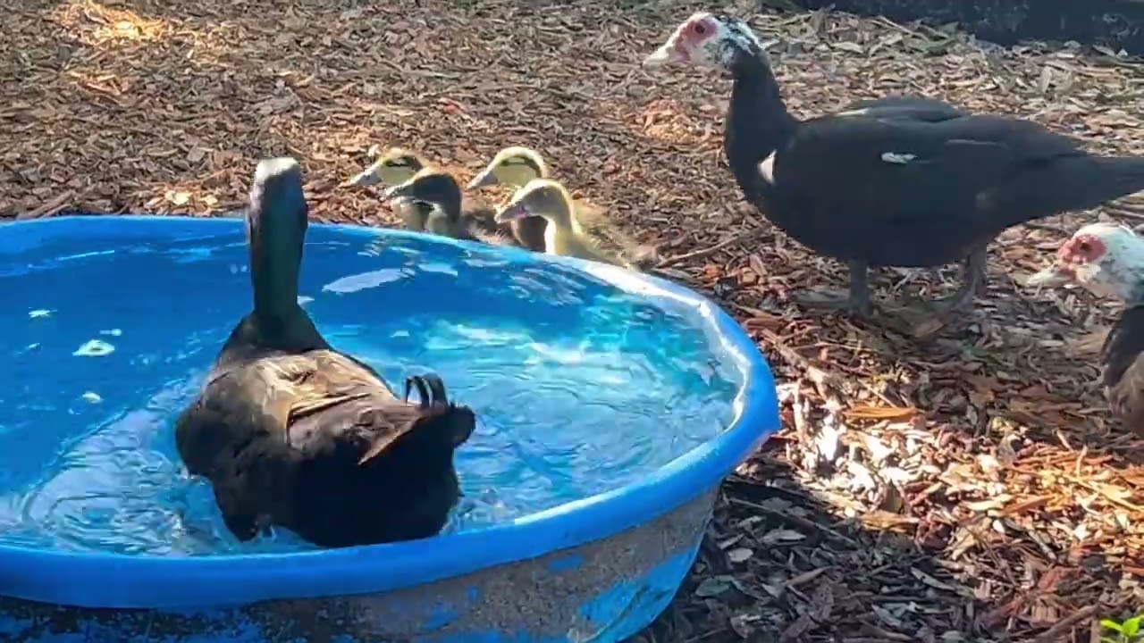Baby Ducks First Swim | Muskovy Cayuga Runner Mixes |