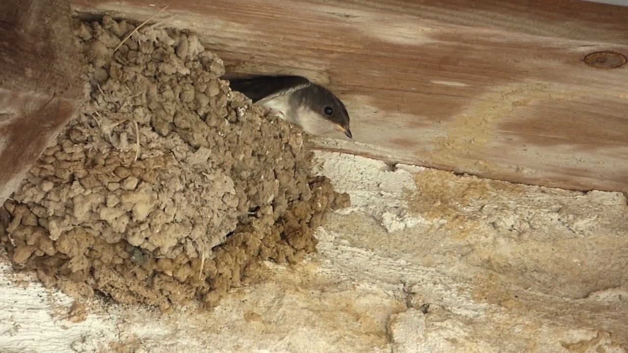 2025, 17 juillet, nourrissage d'une hirondelle de fenêtre (Delichon urbicum, Western House Martin)