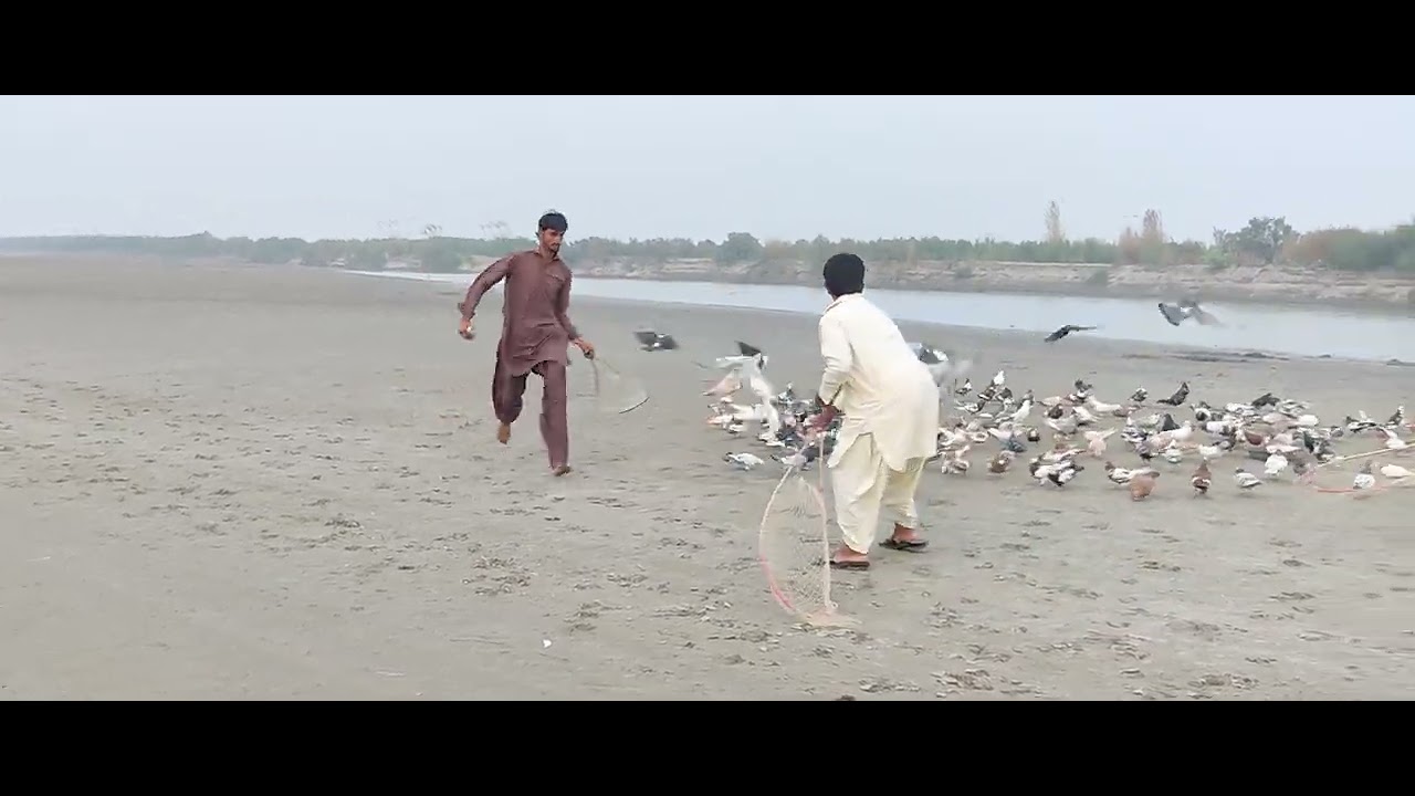 Aaj Khubsurat Mukabala challenge ka kabutar Bazi ka