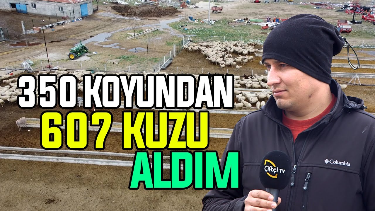 350 Koyundan 607 Kuzu Aldım! / 