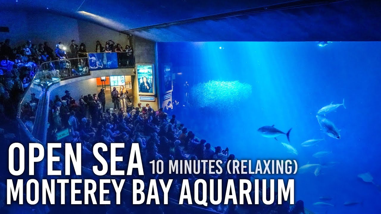 Open Sea Tank | Monterey Bay Aquarium [RELAXING 10 minutes]