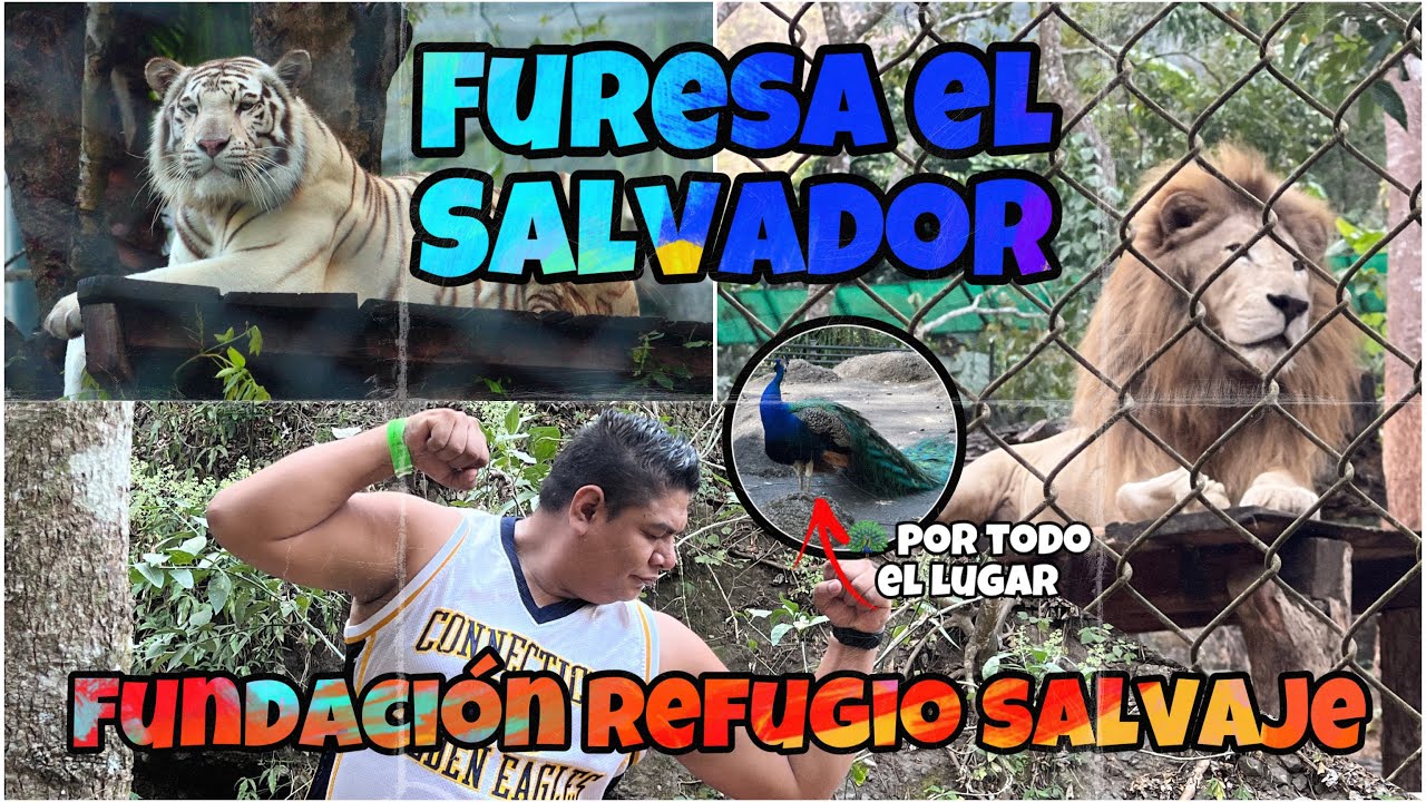 Un Refugio para animales en El Salvador. Furesa, jayaque, La Libertad 🐯🦁🐞🪱🐻🦚