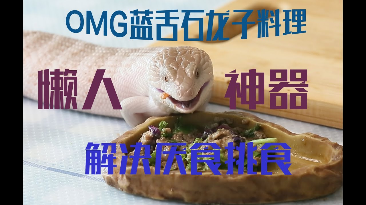 【蓝舌石龙子】家说爬宠第三集，蓝舌配餐制作，一键解决蓝舌石龙子厌食挑食，OMG蓝舌代餐与自制蓝舌沙拉