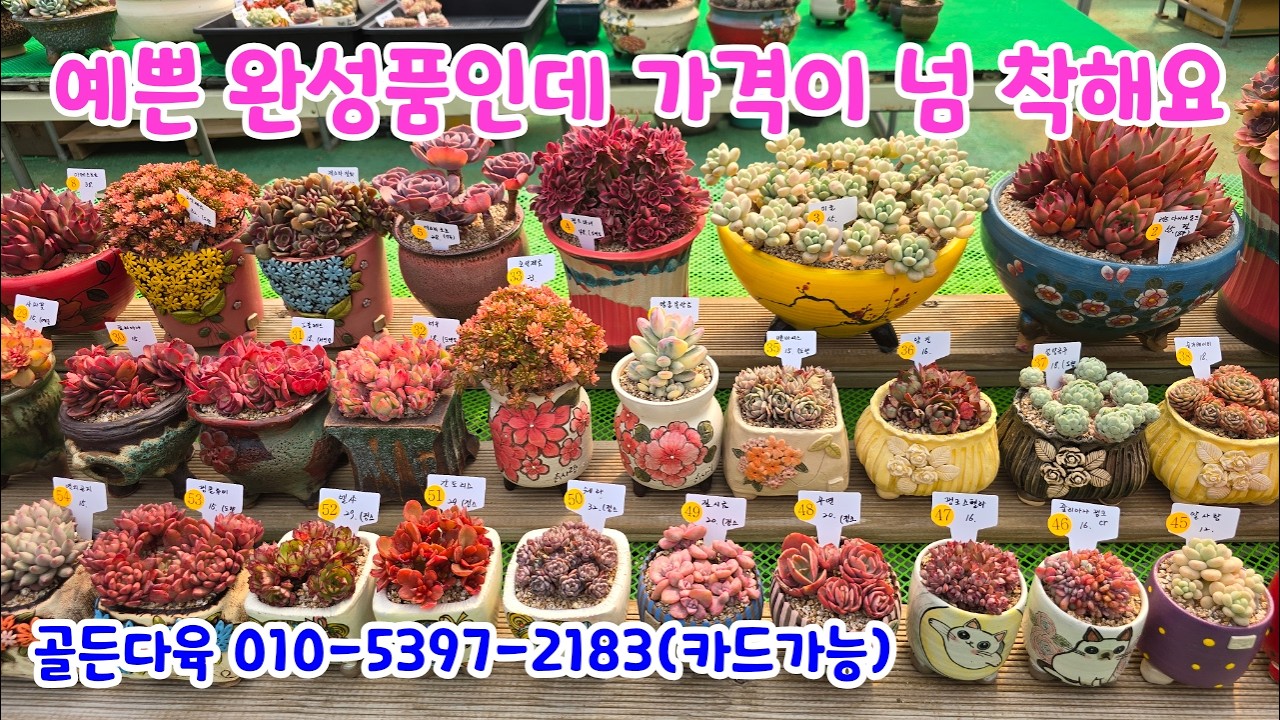 260318📍#골든다육 우화 레드다이아몬드펄 미울 핑크마녀철화 제스타철화 소인제금 아메스트로 나나후크미니 설탕공주 벤바디스 수연