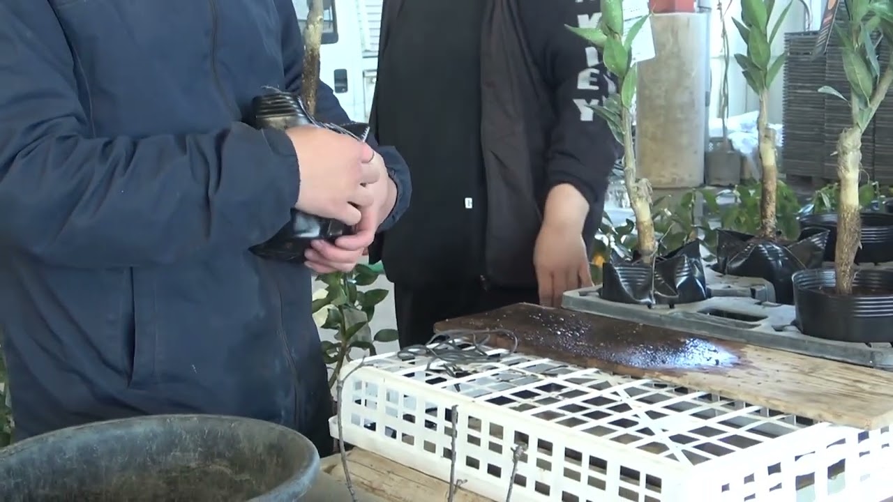 うきはかいねっと　農福連携　根切り・ゴム掛け・鉢上げ作業模様の紹介です。　2026/01/09