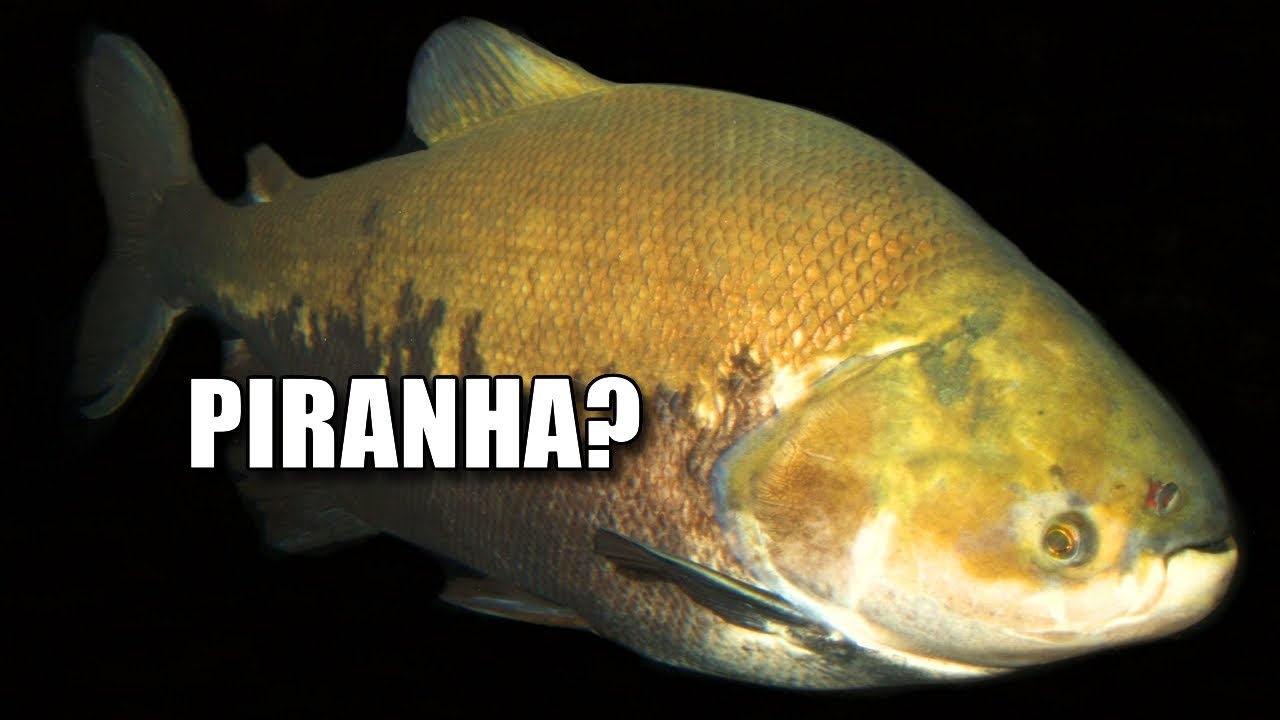 Pacu Facts: NOT a PIRANHA 🐟 Animal Fact Files