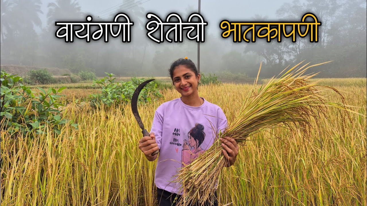 आज पासून केली उन्हाळी वायंगणी शेतीची भात कापणी 🌿😍