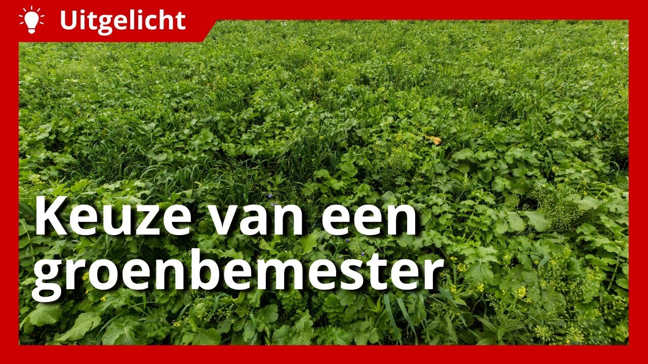 Uitgelicht | Welke groenbemester kun je het best kiezen?