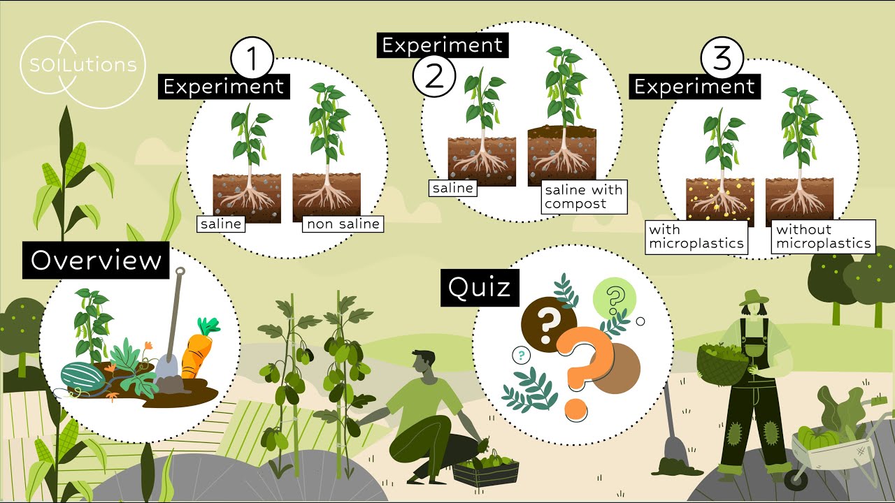 Soil salinization and plant growth: DIY experiments