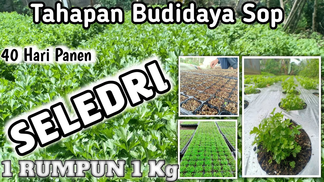 CARA SEMAI SELEDRI TUMBUH MERATA DAN PANEN MAKSIMAL 40 HARI SIAP PANEN