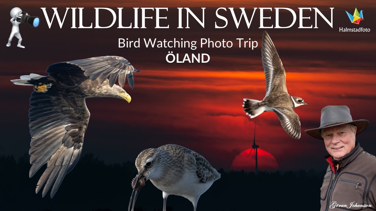 WILDLIFE PHOTOGRAPHY - Bird Watching Photo Trip to Öland | Waders Photography Adventure in Nature