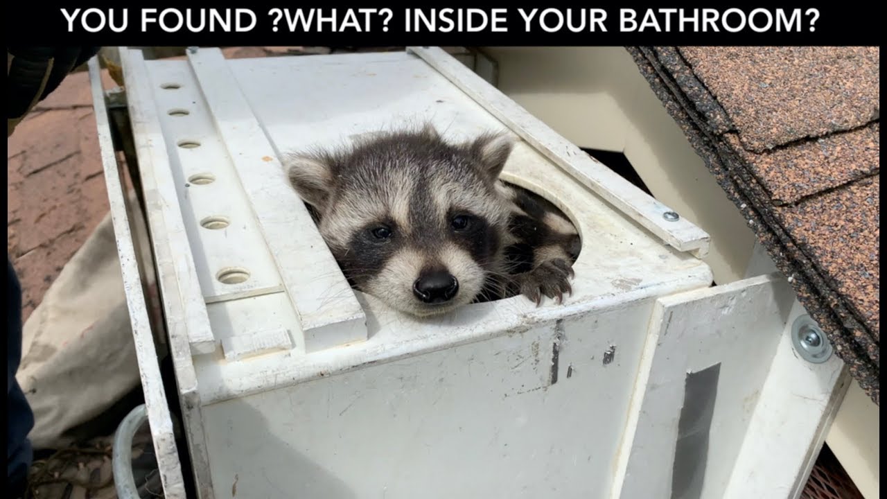 Raccoon Crashes Through Bathroom Ceiling!