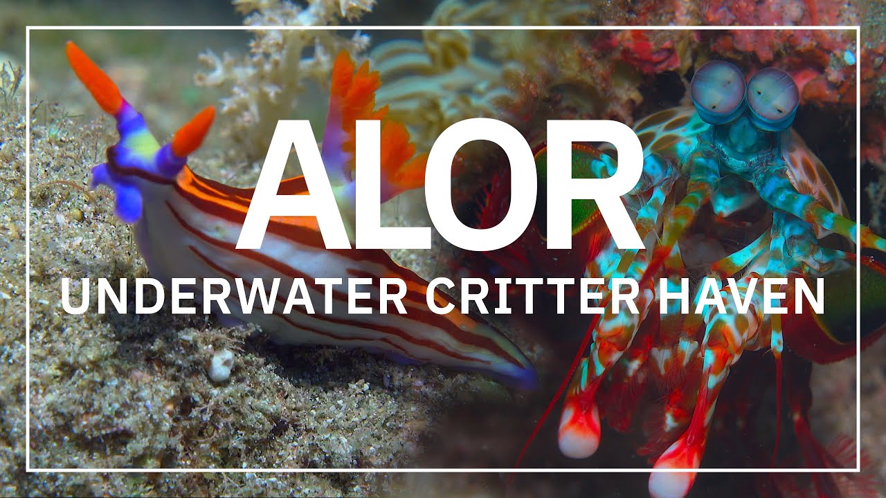 Alor - Underwater Critter Haven | Best Scuba Diving in Indonesia in 4K HDR | 2023