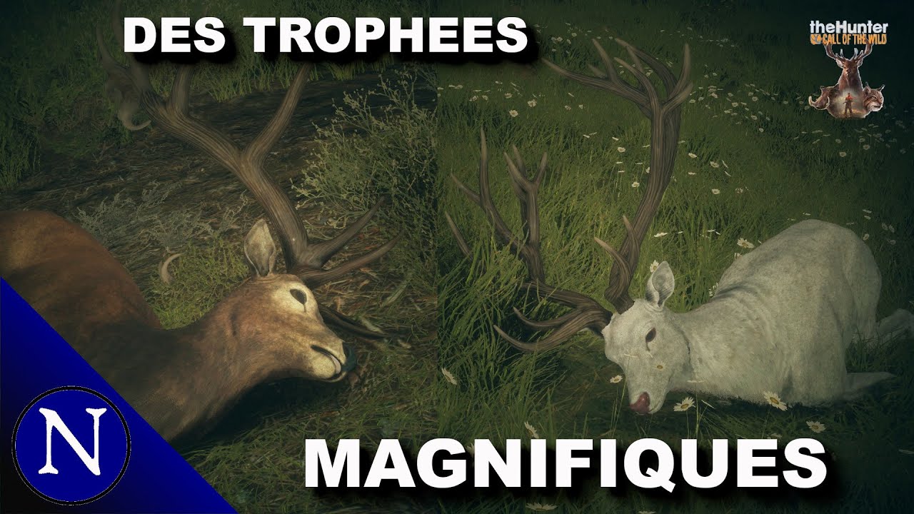 The Hunter COTW : CHASSE AUX CERFS ELAPHES, EPIQUE ( TruRACS )