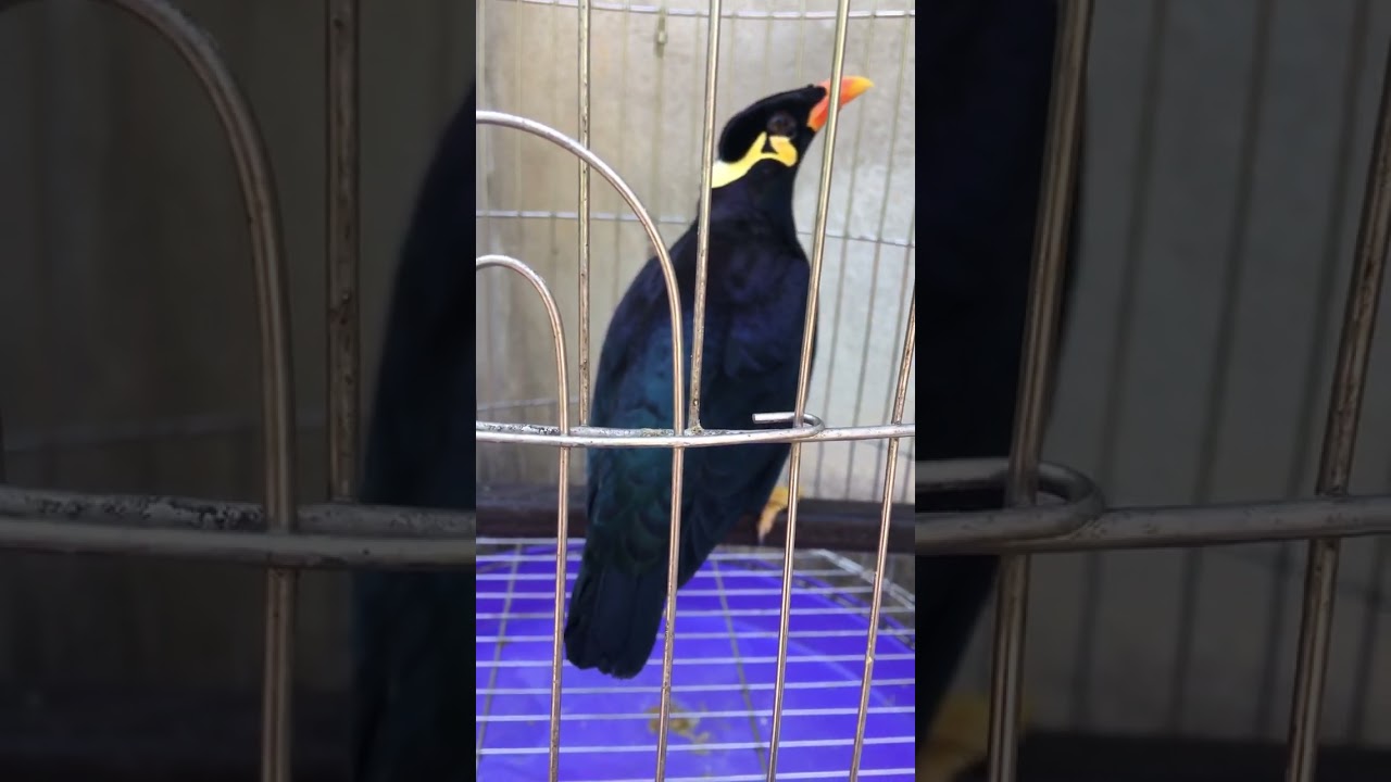 kinh nghiệm nu&ocirc;i chim nhồng v&agrave; n&ecirc;n cho ăn thịt sống?