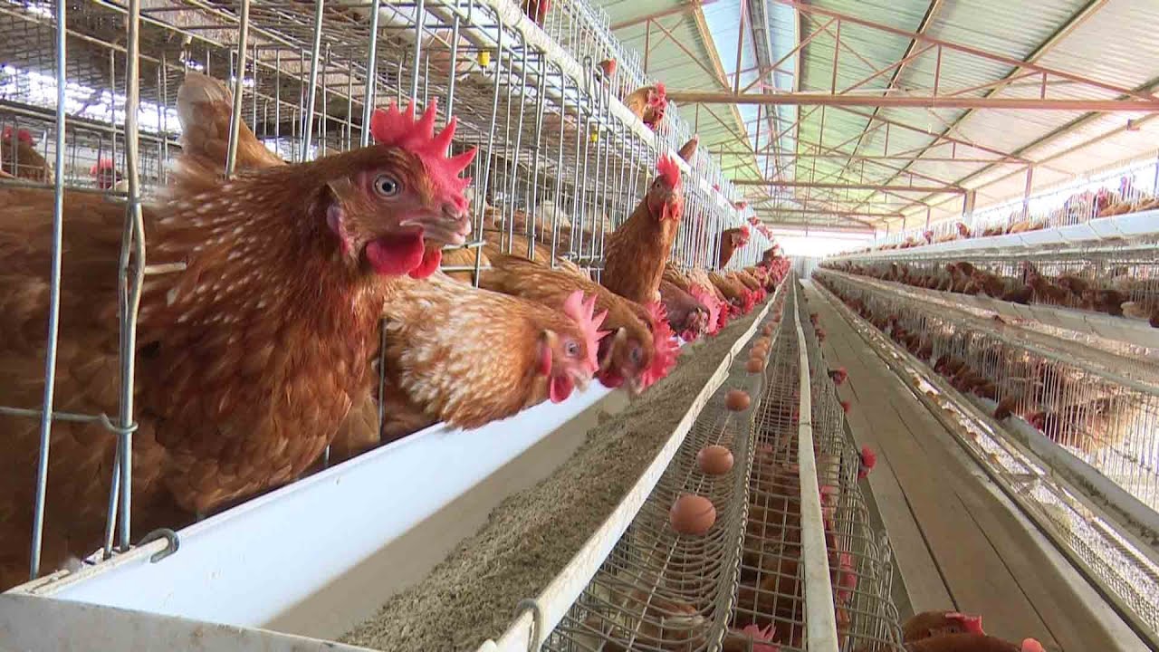 Layers chicken for egg production business in Uganda