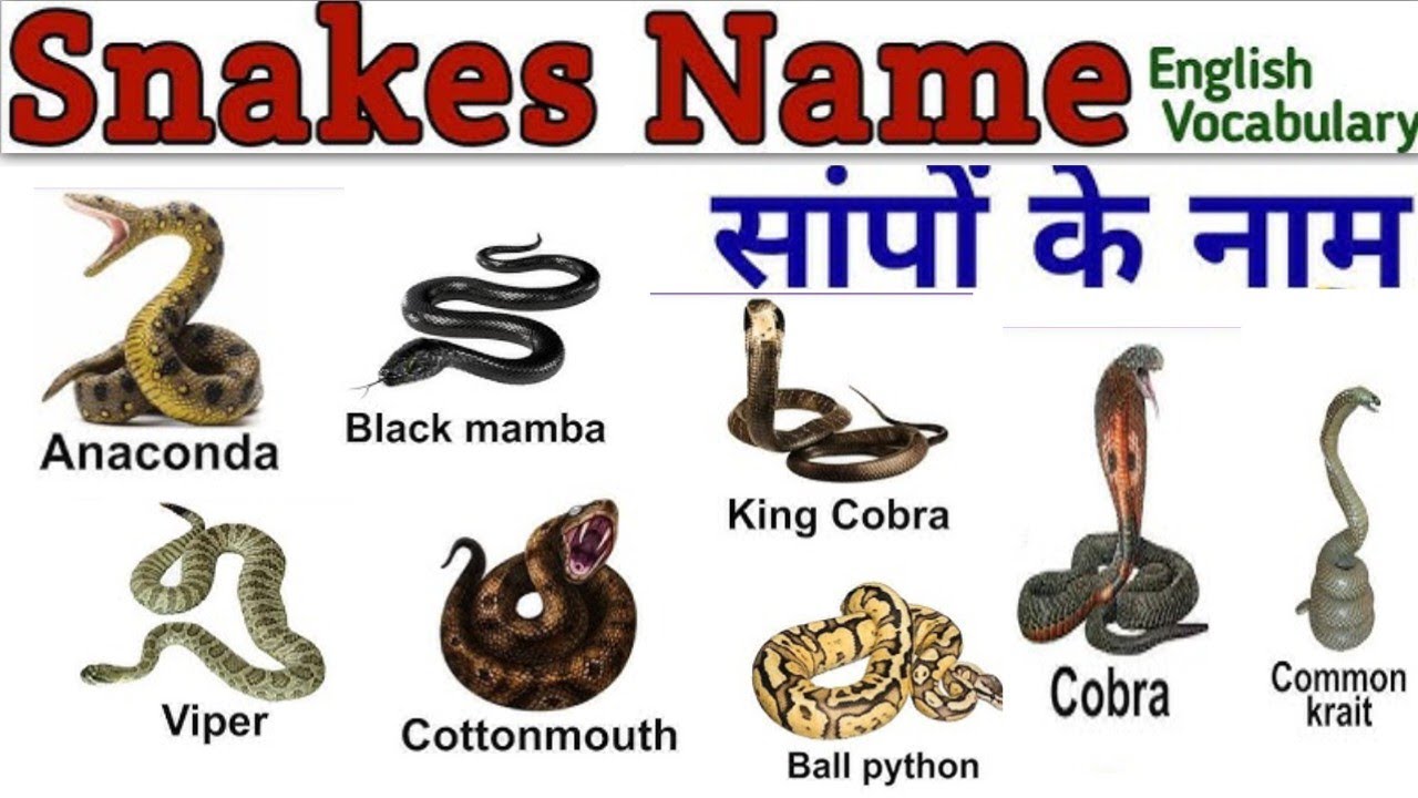 20 Snake Names for Kids | Learn Snake Species in English with Pictures, Fact & Fun Sounds