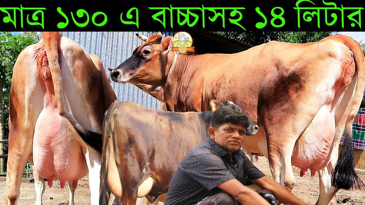 মাত্র ১৩০ এ বাচ্চাসহ ১৪ লিটার জার্সি । ভরপুর জার্সি ও কাস্টমার জেনো হাটঁ ! ট্রেন ভিড় করা দামে গাভী