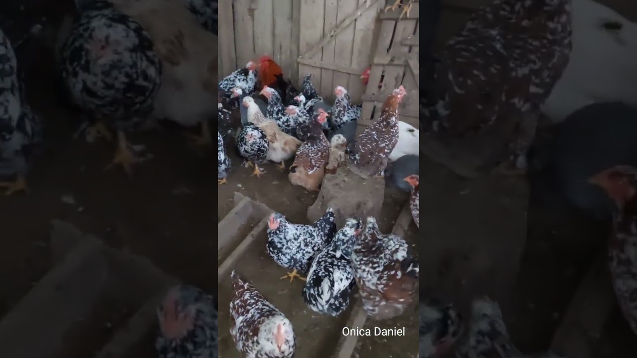 Gaini românești pestrițe linia Onica Daniel - secvențe de prin ogradă 🥰