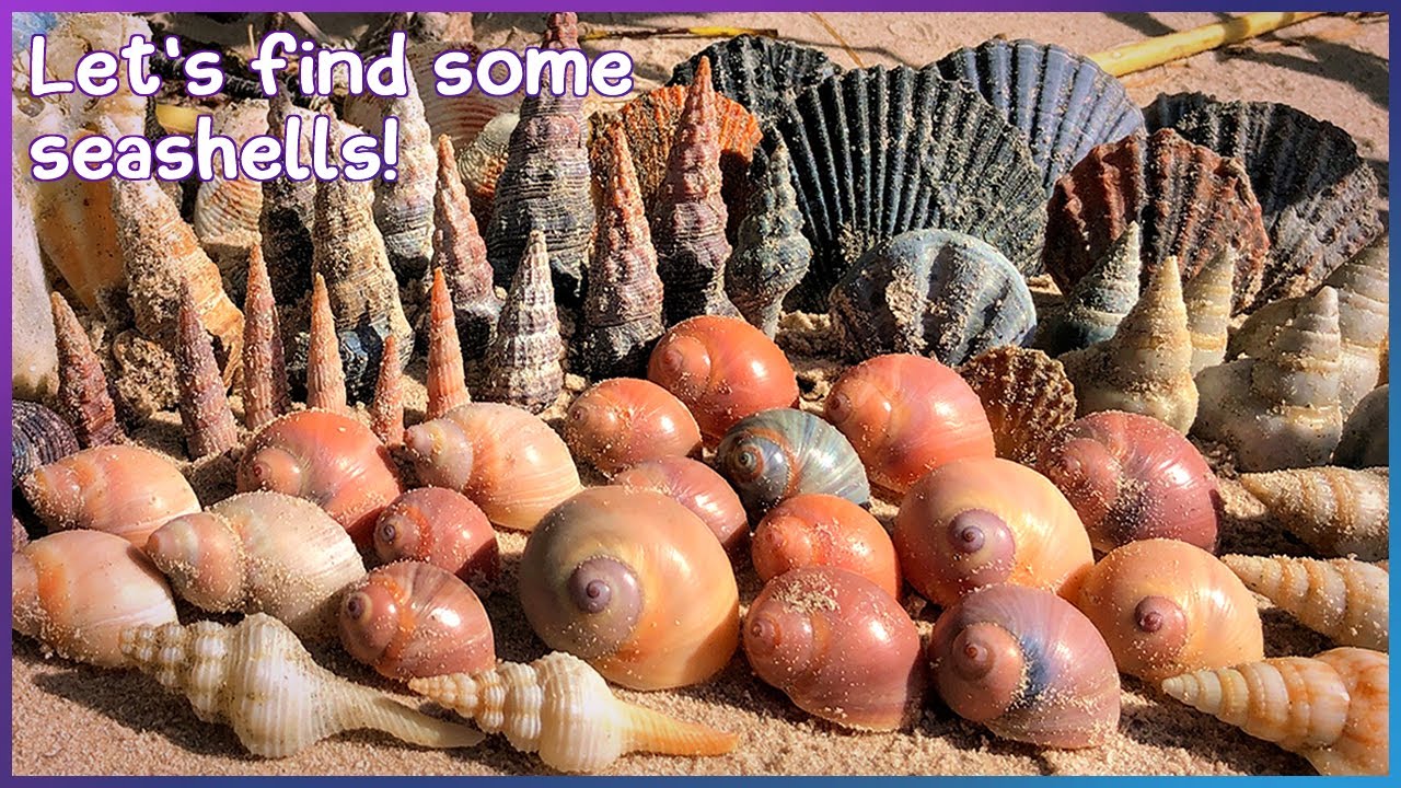 Finding Seashells at Hervey Bay | Super Spindle Shell [Virtual Shelling]