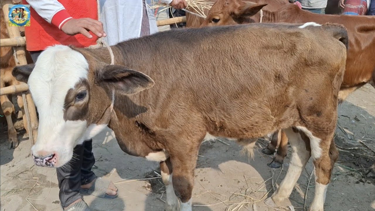 @ আজ ২৭ ফেব্রু