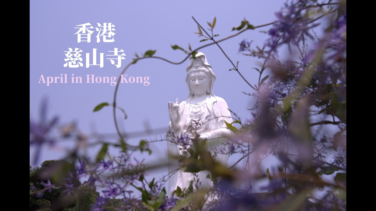 香港4月限定 · 大埔慈山寺錫葉藤盛開｜追花一日遊