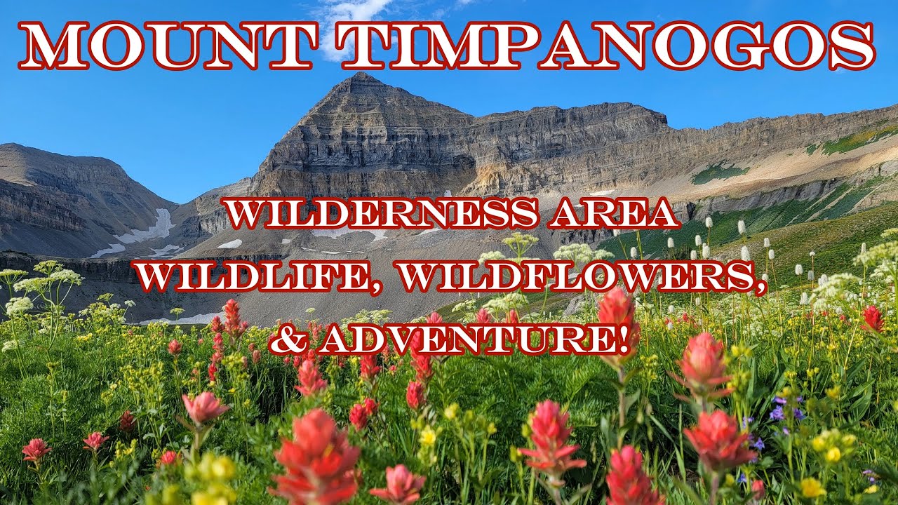 Hiking Mount Timpanogos. Wildflowers, Moose, Mountain Goats, & Scenery! #hiking #utah #timpanogos