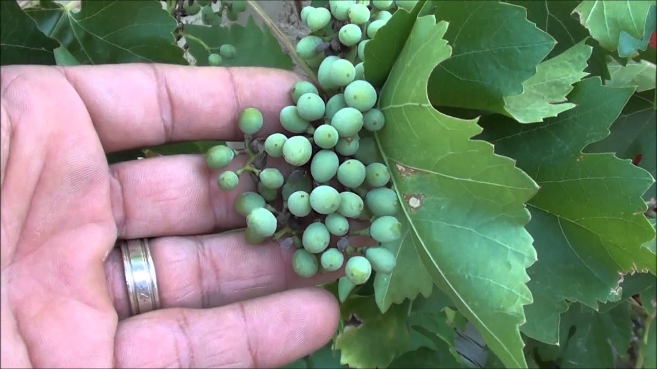 Can you GROW GRAPES in the DESERT?