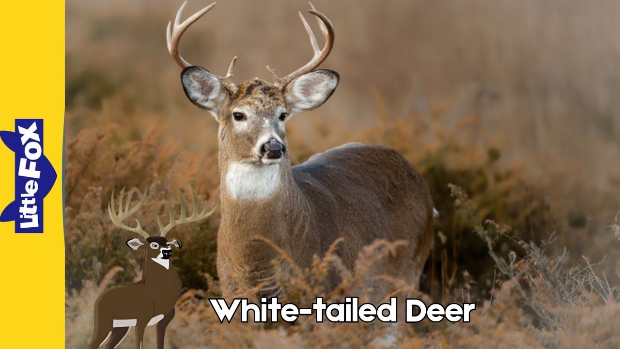 Meet the Animals 80 l White-tailed Deer l Wild Animals l Stories for kids