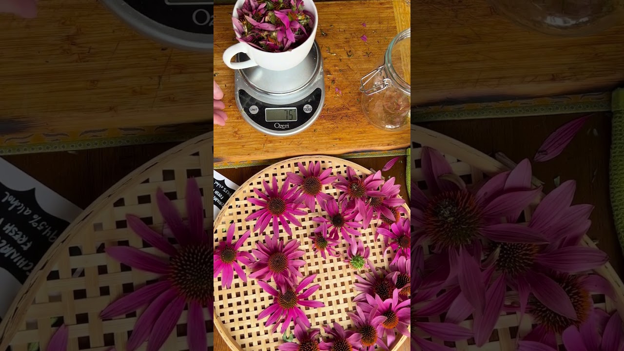 Making Vivid Echinacea Flower Tincture From Fresh Picked Flowers  