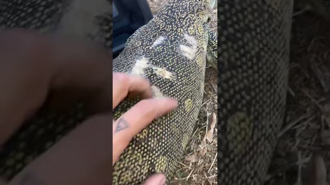 Nile monitor male