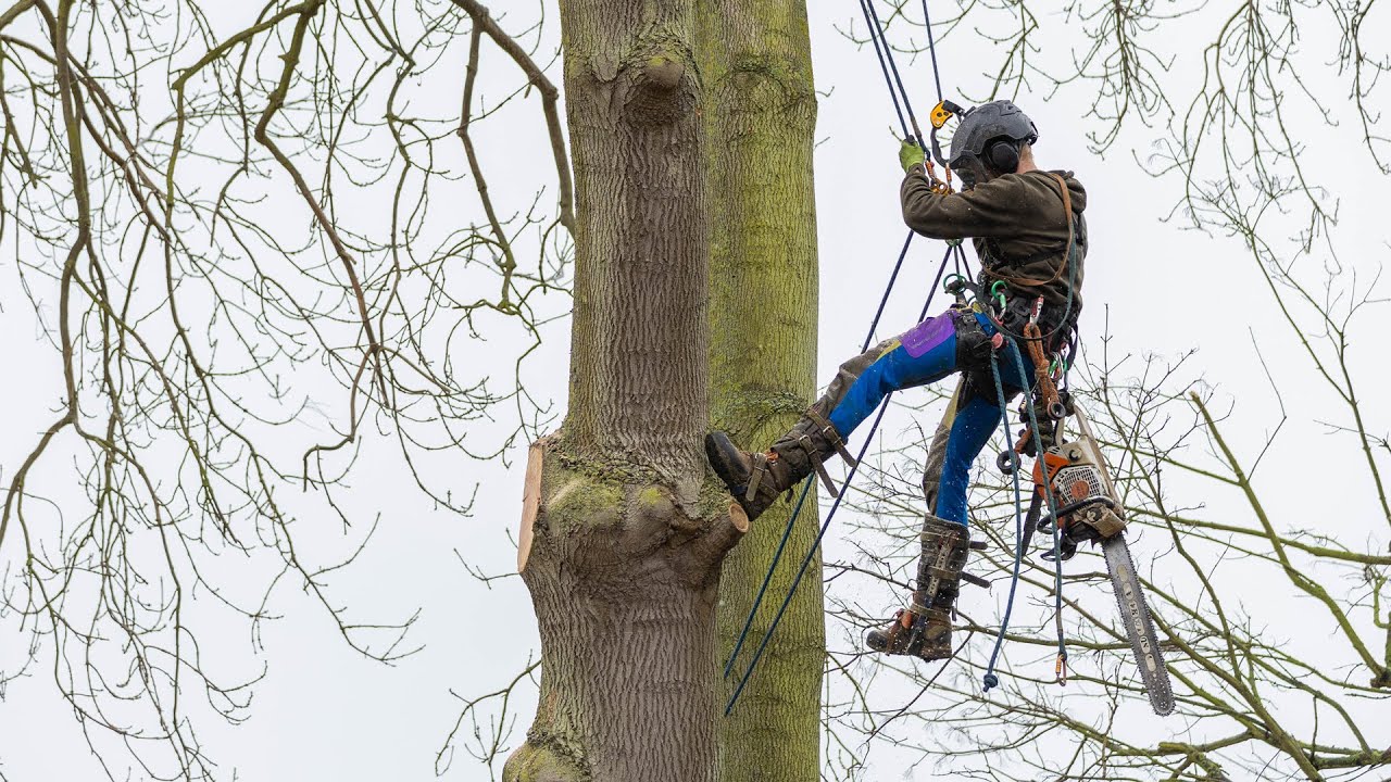 Ash Tree Removal - Helmet Cam POV FULL Job (Dieback)
