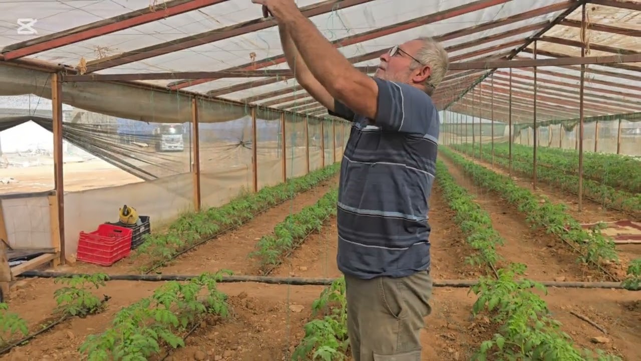 How to Take Care of Tomatoes | Tying Tomato Plants in the Greenhouse. Village life