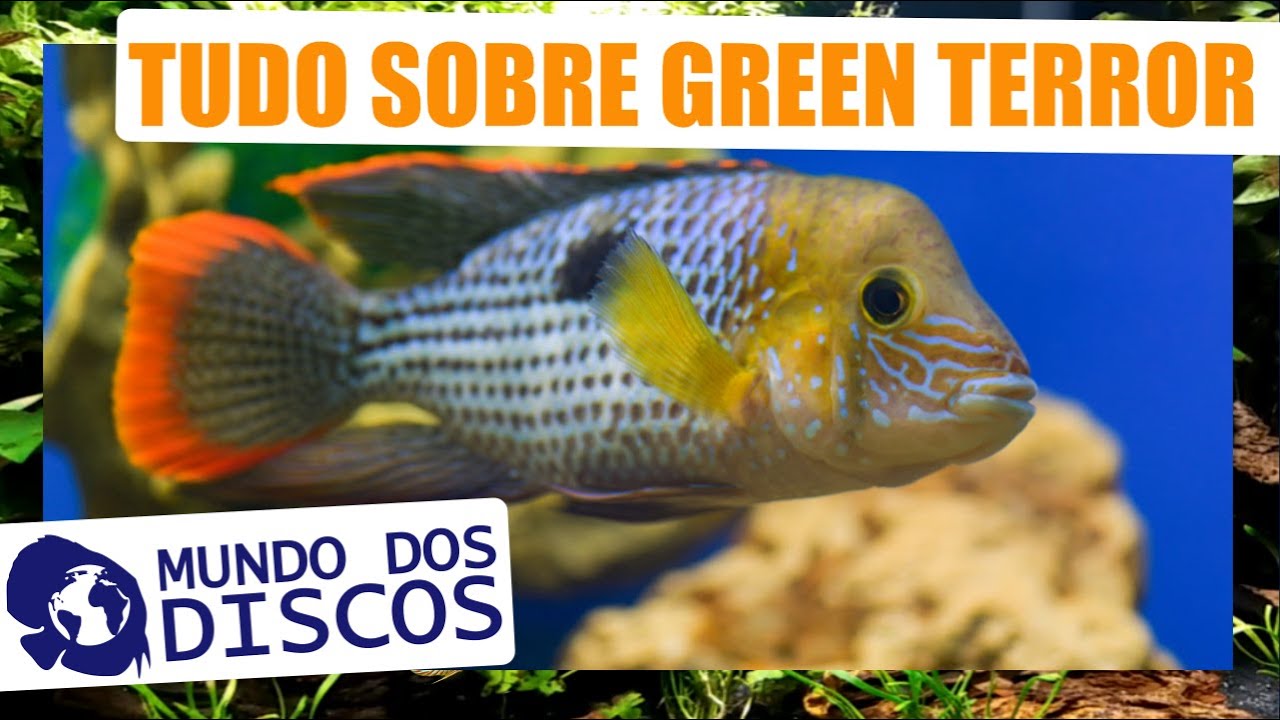 APRENDA TUDO SOBRE GREEN TERROR! PH, ALIMENTAÇÃO, COMO CUIDAR E MUITO MAIS!