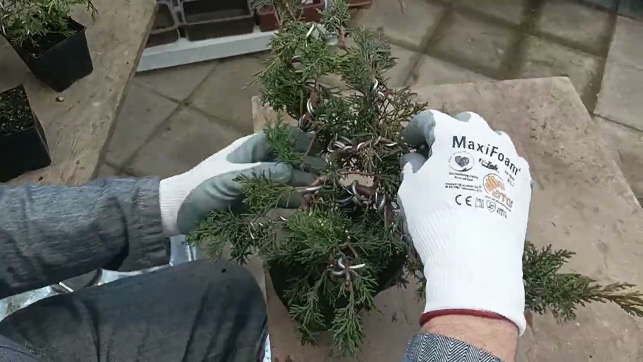 How to build Juniper Bonsai