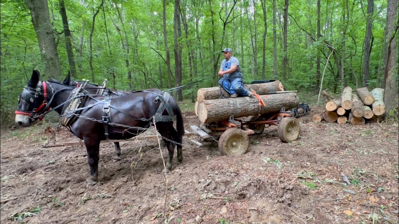 New day, new set of problems! Mule logging #109