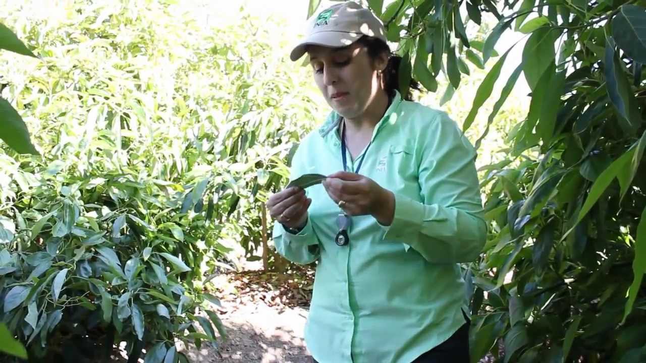 Reconocimiento de Plagas en Palto