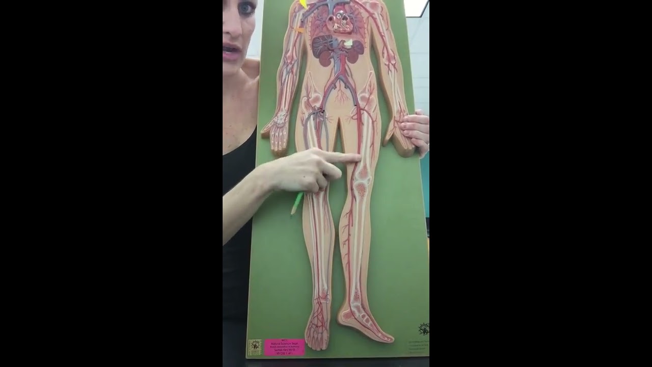 Blood Vessels Lab Part 4: The Leg