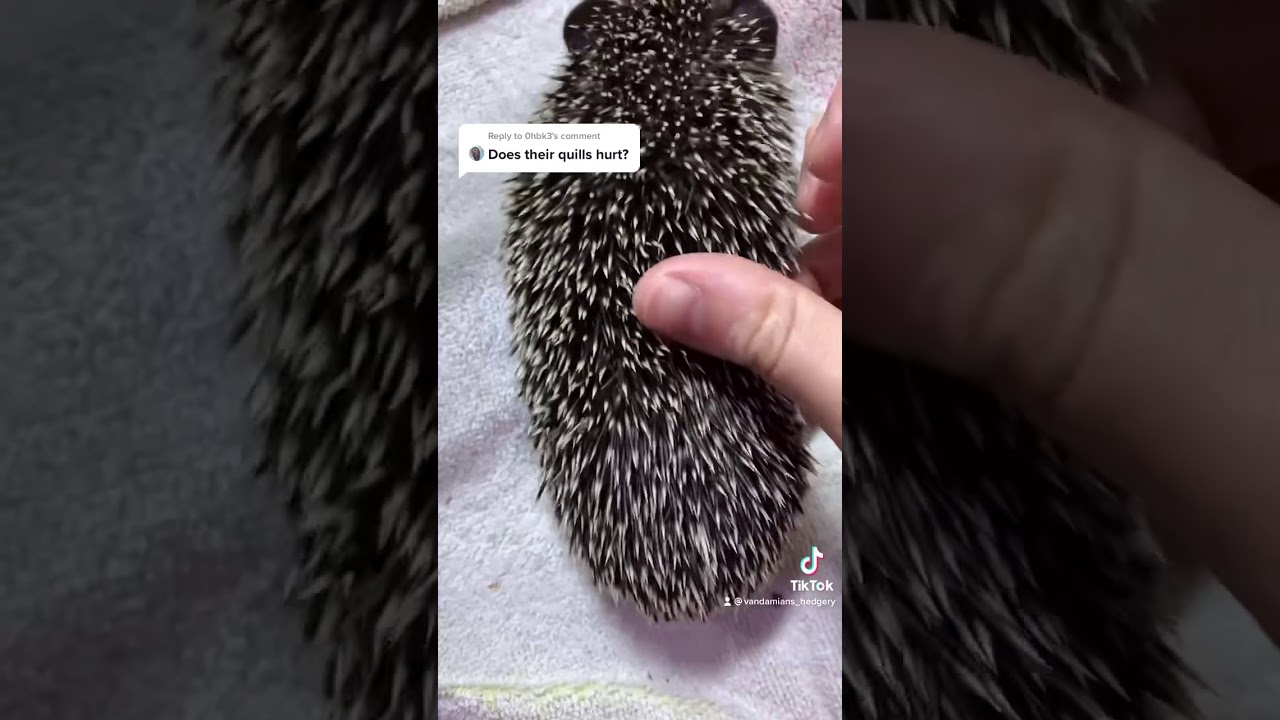 Do hedgehog quils hurt ?
