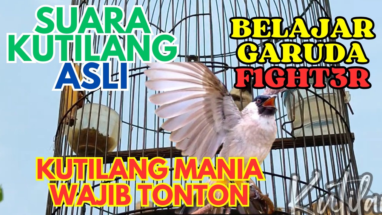 Suara Kutilang Bikin GACOR! Suara KUTILANG ASLI ISIAN UNTUK MASTERAN SEMUA BURUNG KUTILANG
