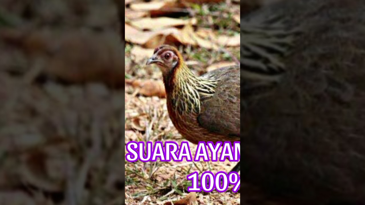 SUARA AYAM HUTAN BETINA #ayamhutan