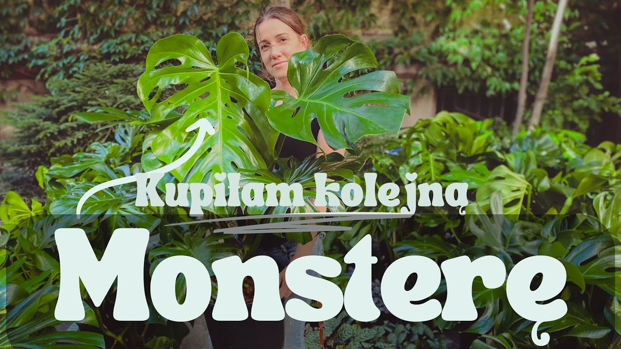 Moje rośliny: Monstera deliciosa // Pielęgnacja i rozmnażanie monstery i co robię by pięknie rosła