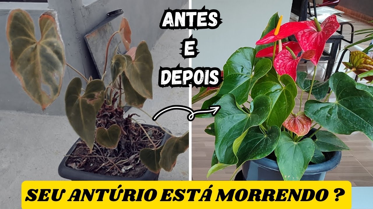 Como recuperar o ANTÚRIO que está Morrendo - Como cultivar ANTÚRIO 