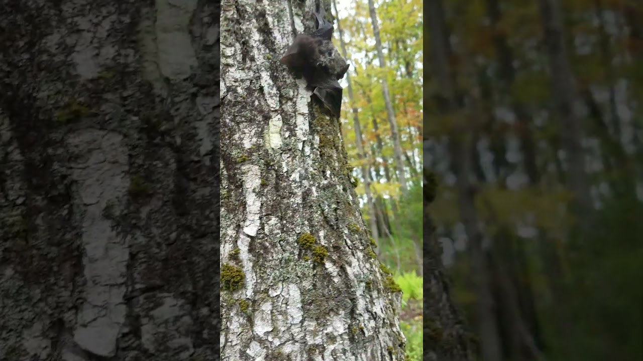 Rescue of a silver-haired bat, Lasionycteris noctivagans - part 2