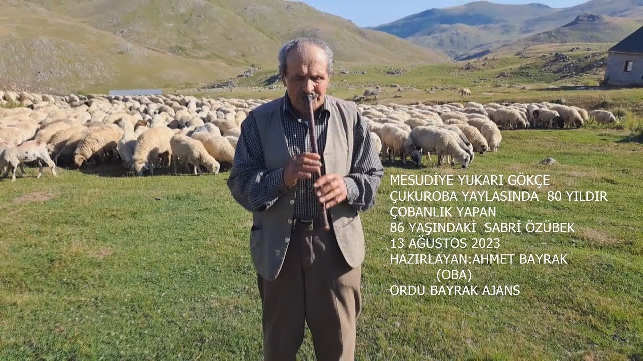 ÇOBAN KAVAL EŞLİĞİNDE KOYUNLARI OTLATIYOR. OBA TV - MESUDİYE-  ORDU