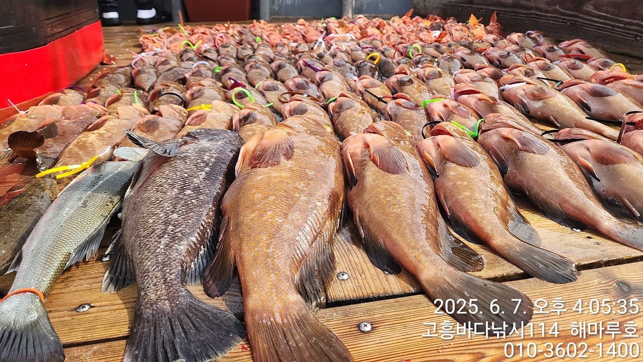2025년06월07일 ,종합편 ,외수질조황,붉바리조황,민어조황,농어조황,생미끼낚시,붉바리낚시,민어낚시,농어낚시,고흥바다낚시114,해마루호,남해안바다낚시,남해생활낚시,외수질낚시